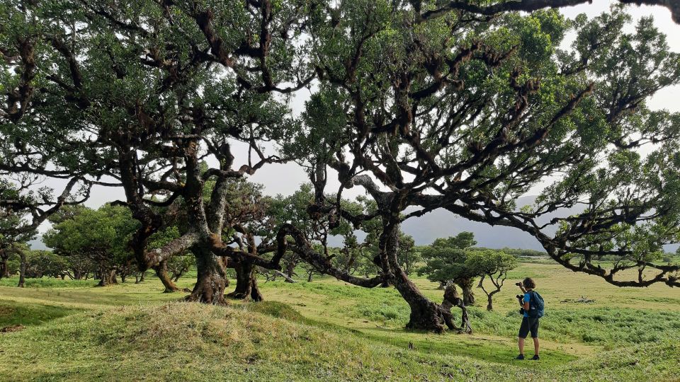 Madeira: Private Tour of Fanal Forest - Additional Information
