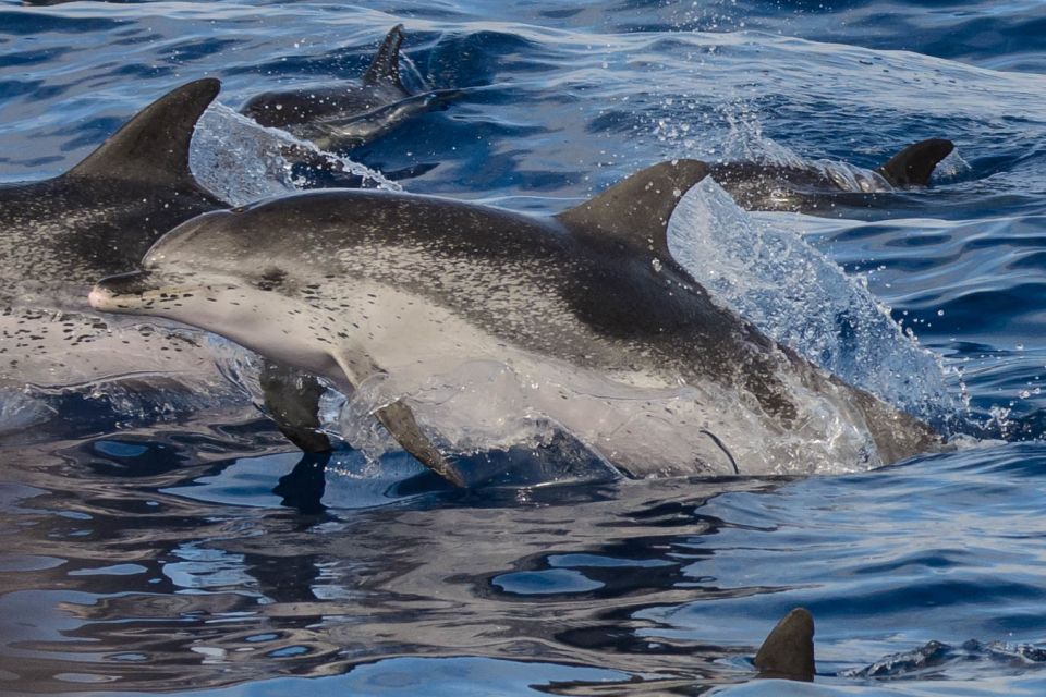 Madeira: Whale and Dolphin Watching Tour - Tour Details