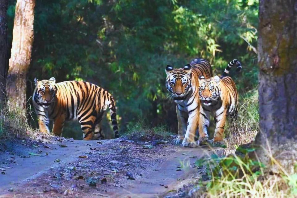 Madhya Pradesh: Kanha National Park Guided Safari Tour - Common questions