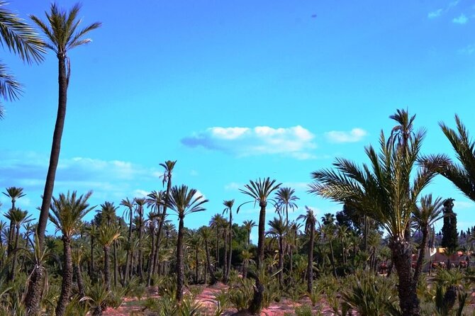 Majorelle Garden and Palmeraie Camel Ride Marrakech - Guide and Company Appreciation