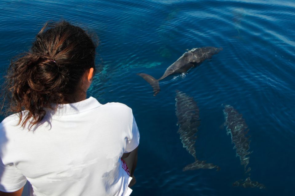 Makadi Bay: Dolphin Watching Boat Tour With Lunch & Drinks - General Information