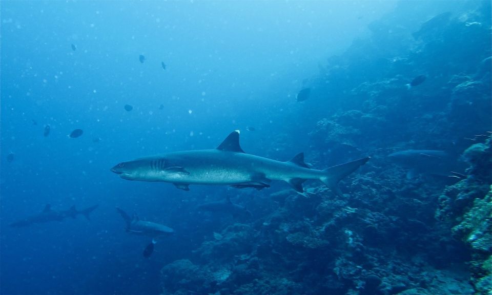 Malapascua: Advance Divers Shark Dive & Optional Transfer - Inclusions Provided