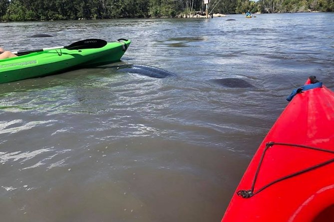Manatee and Dolphin Kayaking Encounter - Additional Details