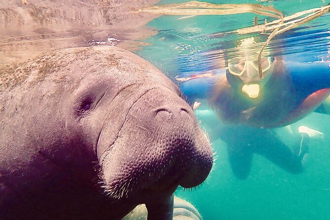 Manatee Snorkel Tour From American Pro Diving Center - Directions and Location