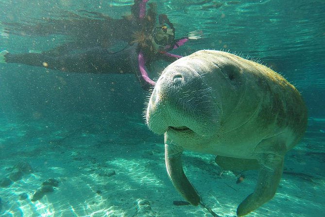 Manatee Snorkel Tour With In-Water Divemaster/Photographer - Tour Logistics