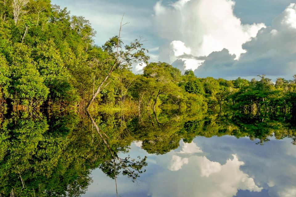 Manaus: Amazon Jungle Half-Day Walking Tour - Common questions