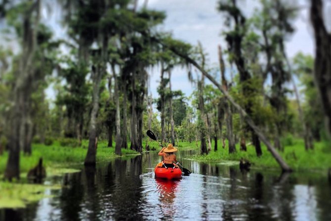 Manchac Swamp Kayak Small-Group Tour - Customer Experiences