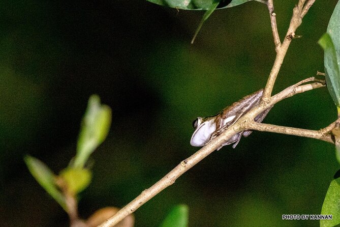 Mangrove Nocturnal Wildlife - Common questions