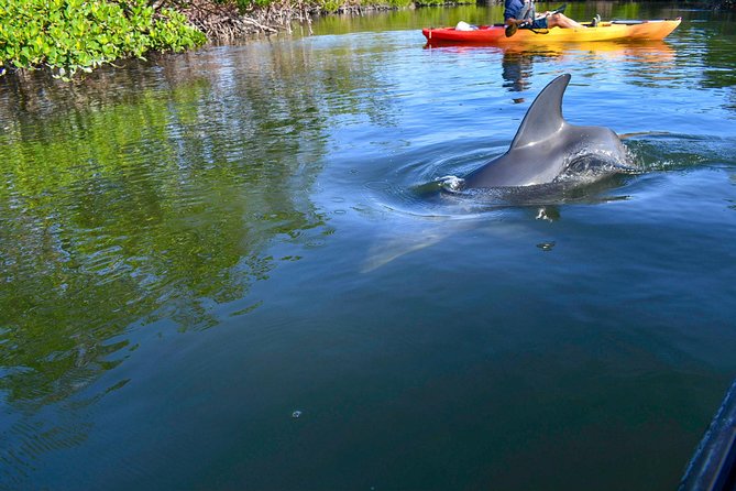 Mangrove Tunnels & Mudflats Kayak Tour - Local Biologist Guides - The Wrap Up