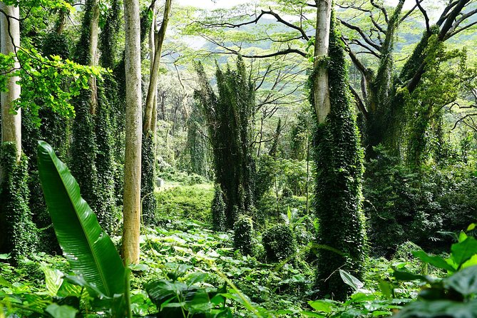 Manoa Waterfall Hike With Healthy Lunch Included From Waikiki - Refreshments and Lunch Arrangements