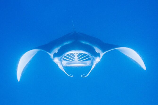 Manta Magic - Night Manta Ray Snorkel At Manta Village, Kona, Hawaii - Common questions