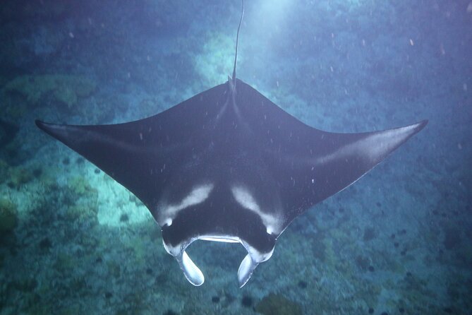 Manta Ray Night Snorkel Tour From Kona - Common questions