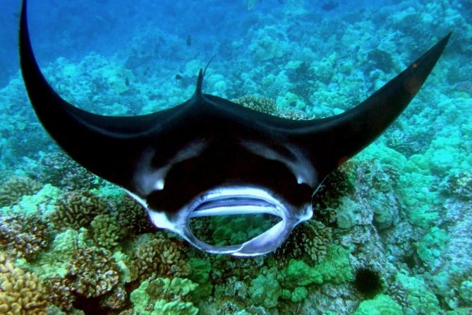 Manta Ray Snorkel Moonlight Kona Hawaii- Small Group - Cancellation Policy