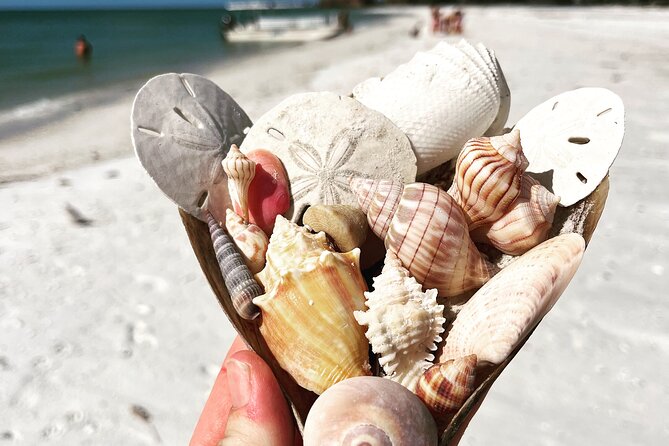 Marco Island Wildlife Sightseeing and Shelling Tour - Cancellation Policy