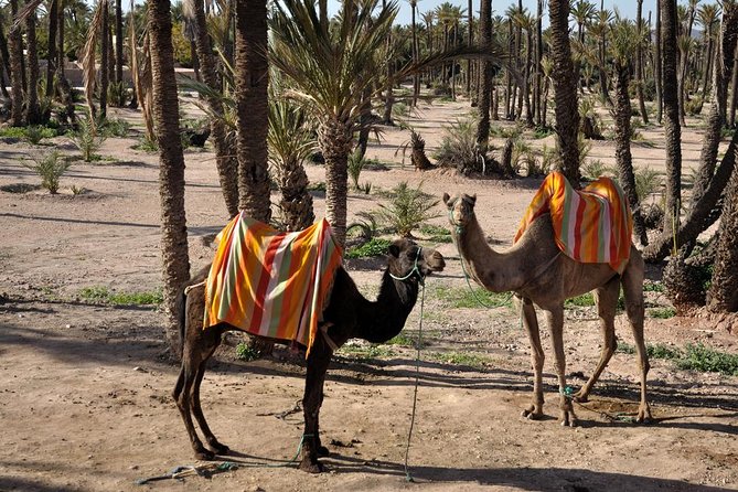 Marrakech Camel Ride Experience With Pick-Up - Photos and Reviews Highlights