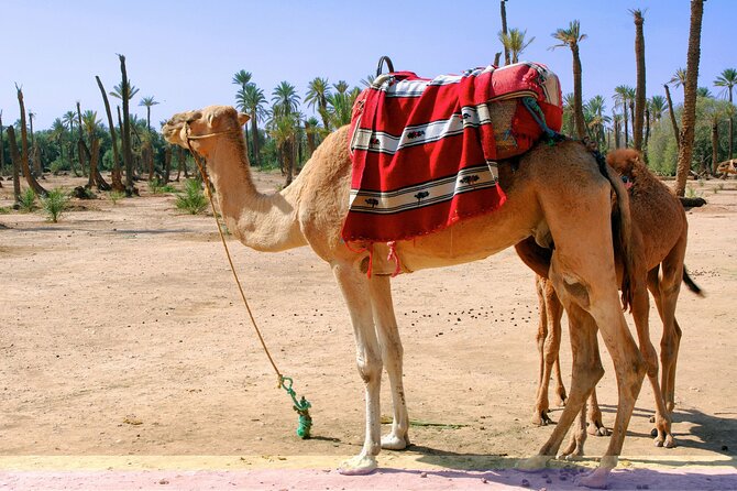 Marrakech Camel Ride in Palmeraie - Safety Guidelines and Recommendations