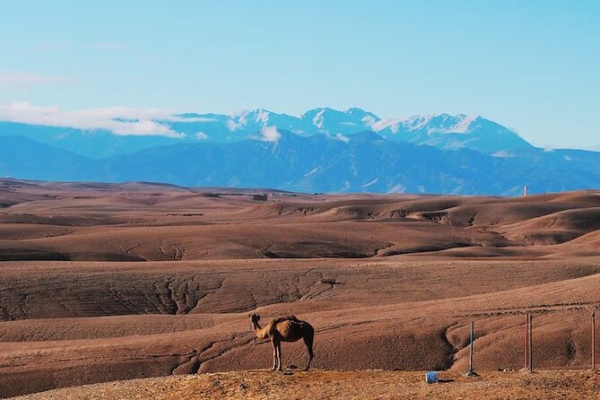 Marrakech Desert Magical Dinner Show & Agafay Sunset Camel Ride - Traveler Experiences and Reviews