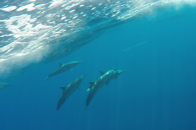 Maui Half-Day Snorkel & Dolphin Tour (Whale-Watching Seasonal) - Online Booking Details