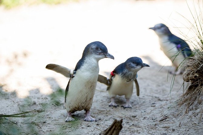 Melbourne Zoo General Entry Ticket - Common questions