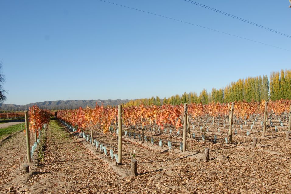 Mendoza: Full Day Wine Tour With 3 Course Lunch - Last Words