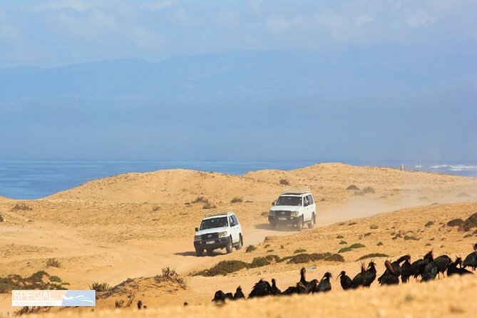 Mini Sahara Atlantic Ocean Jeep Tour With Lunch - Additional Activities