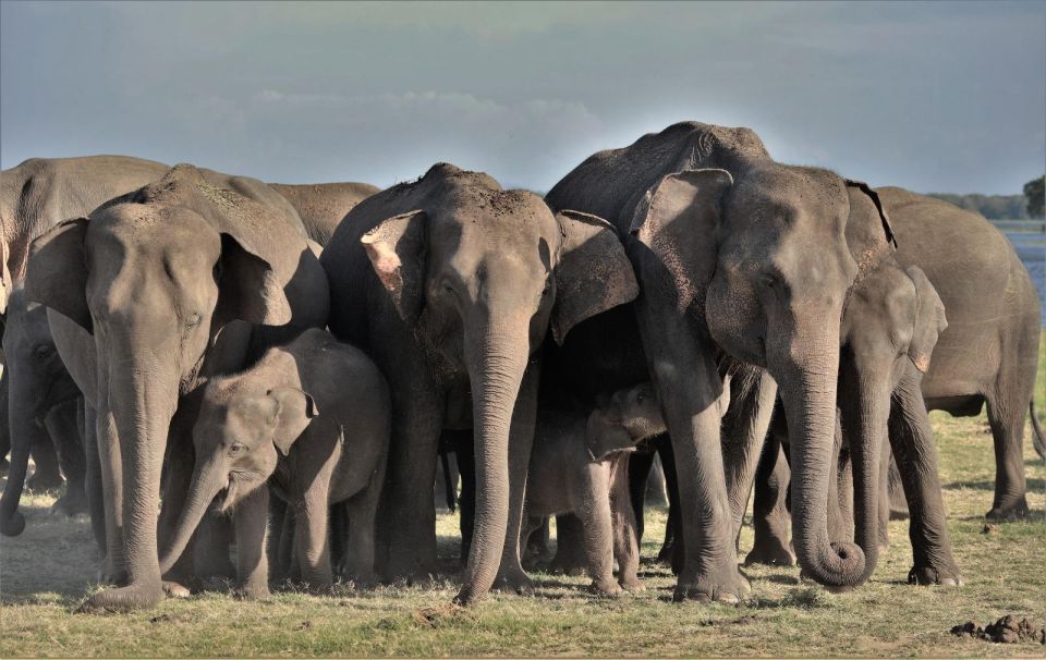 Minneriya Elephant Gathering Safari - Booking Details