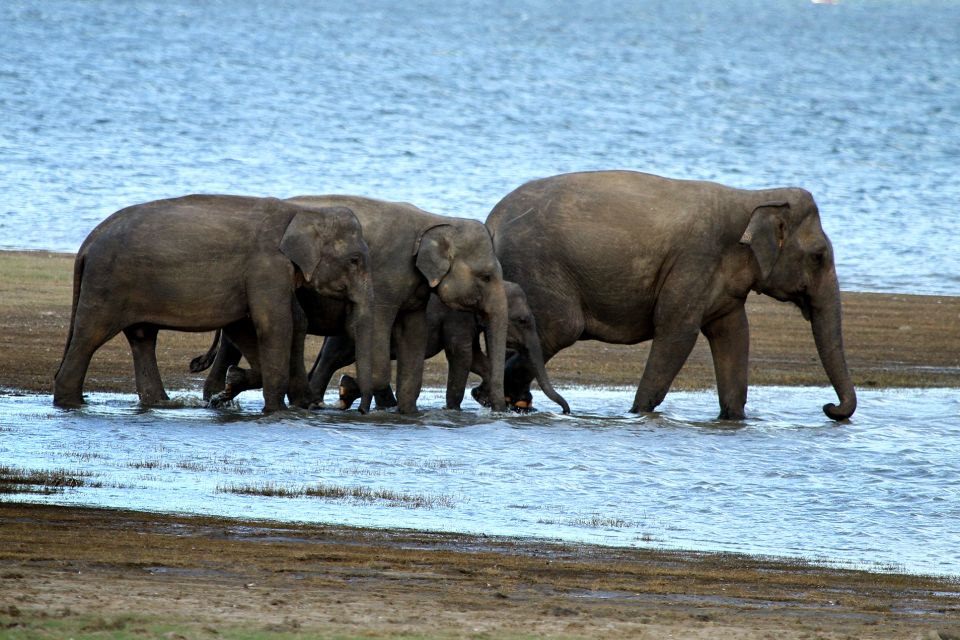 Minneriya National Park and Hiriwadunna Village Tour - Hiriwadunna Village Overview