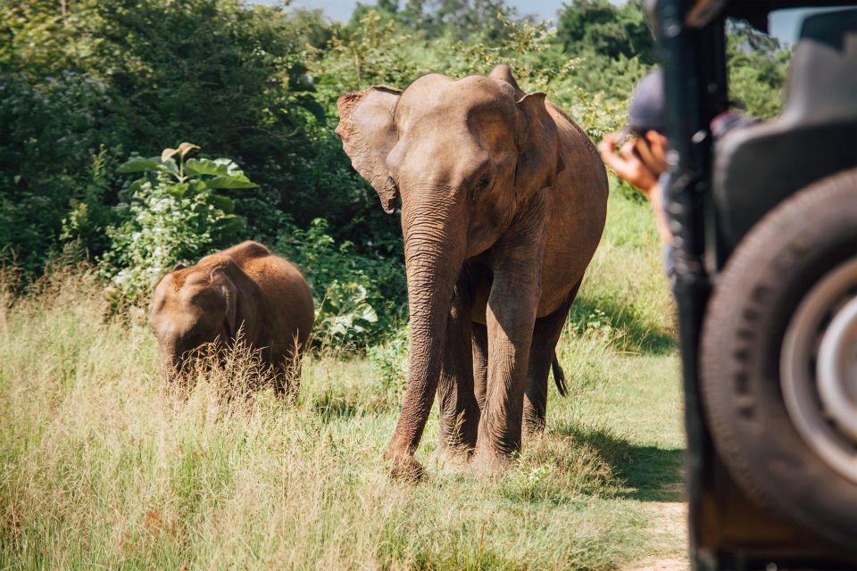 Minneriya National Park Safari by a 4x4 - Elephant Herds and Wildlife Diversity
