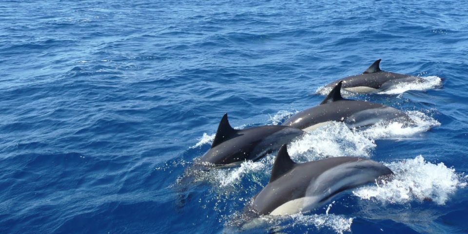 Mirissa: Marine Marvels Expedition Whale & Dolphin Encounter - Last Words