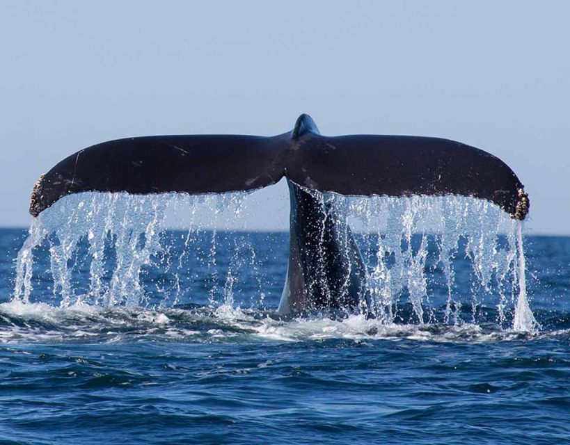 Mirissa: Morning Whale Watching Tour - Last Words