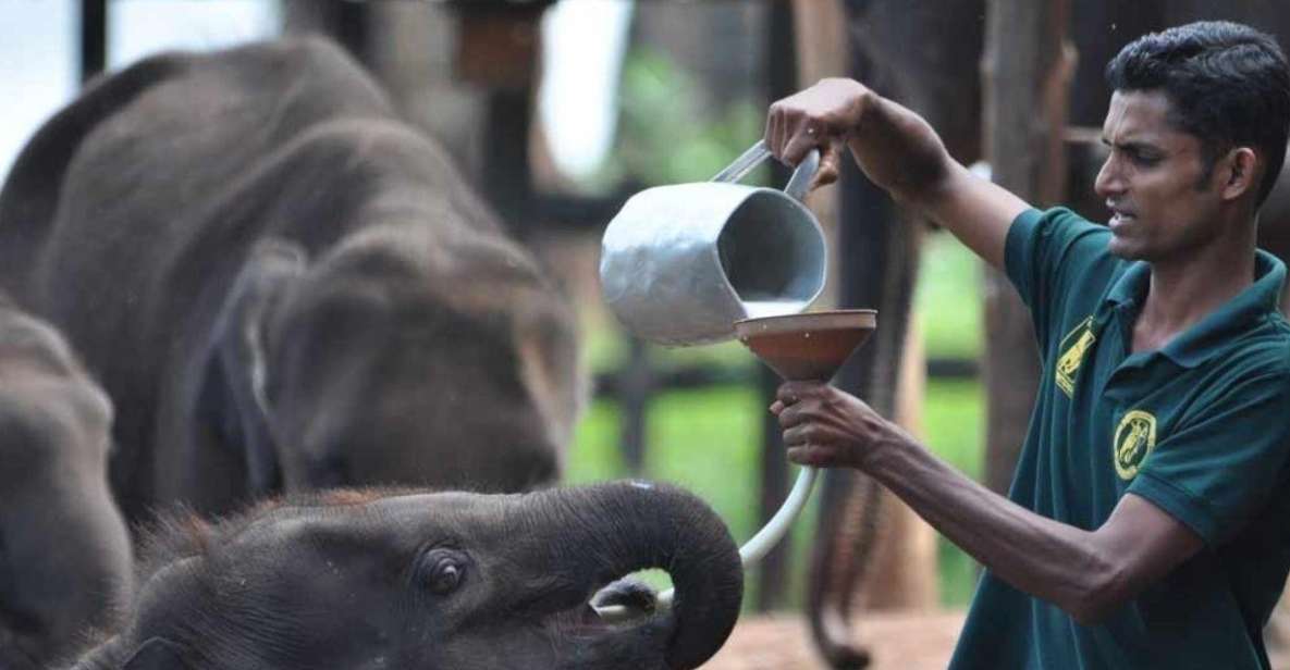 Mirissa/Weligama: Udawalawe Safari & Elephant Transits Home - Last Words