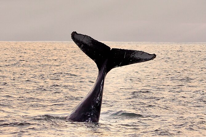 Monterey Small-Group Whale-Watching Tour  - Monterey & Carmel - Directions