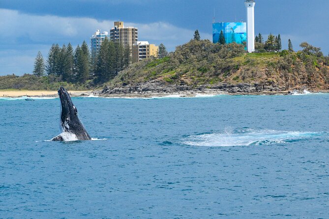 Mooloolaba Whale Watching Cruise - Navigate Logistics Effortlessly