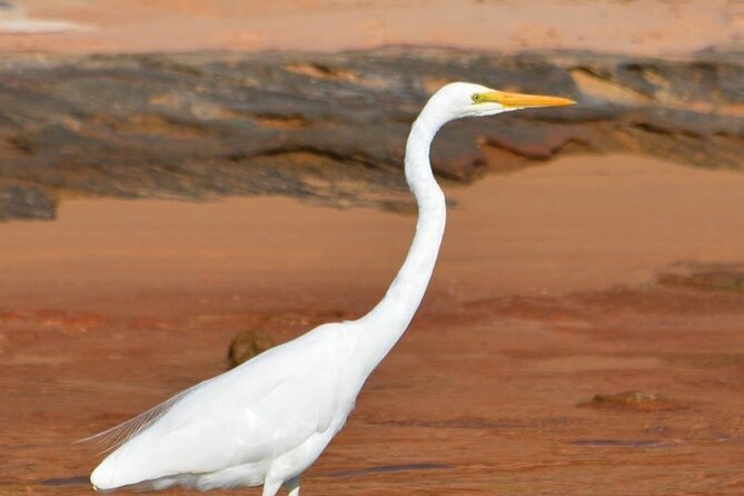 Morning Cruise on the Murchison River in Kalbarri (April to Nov) - Scenic Views Along the River