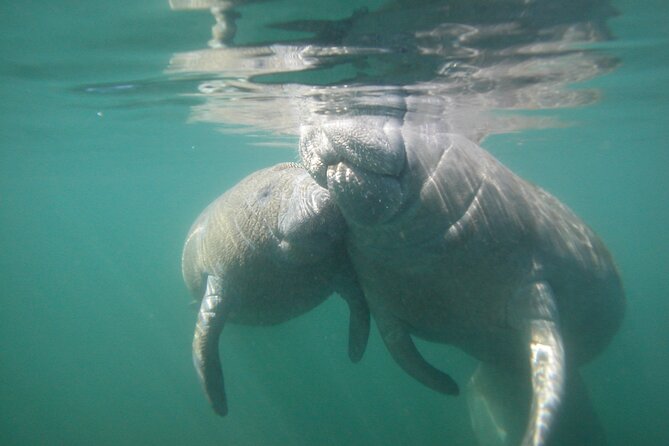 Morning Swim and Snorkel With Manatees-Guided Crystal River Tour - Reviews and Recommendations