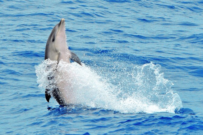 Morro Jable: 2 Hours Magic Dolphin & Whale Watching With Drinks & Swim Stop. - Traveler Experiences and Reviews