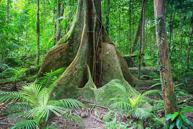 Mossman Gorge Adventure Day - Last Words