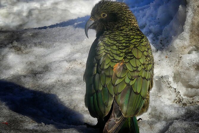 Mt Cook and Lake Tekapo 2 Day Small Group Tour From Queenstown - Common questions