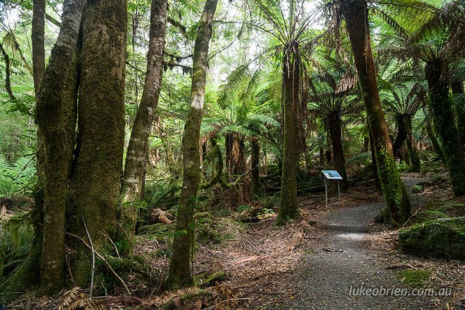 Mt Field and Styx Valley Photography Tour - Additional Tour Information