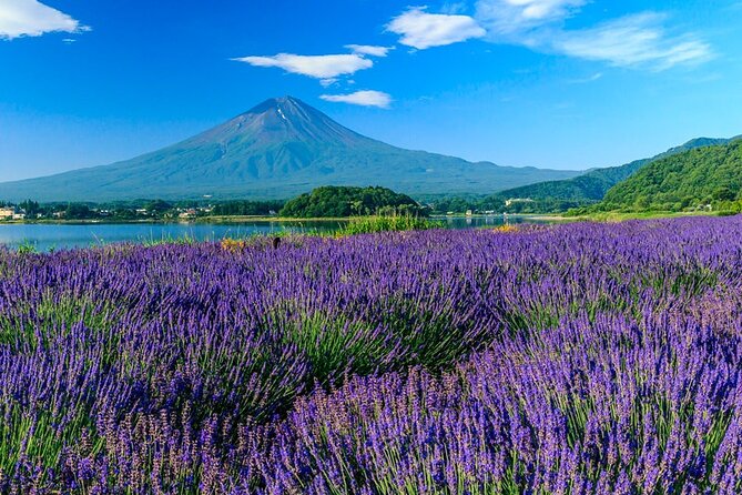 Mt. Fuji Area Tour Tokyo DEP: English Speaking Driver, No Guide - Additional Tour Information