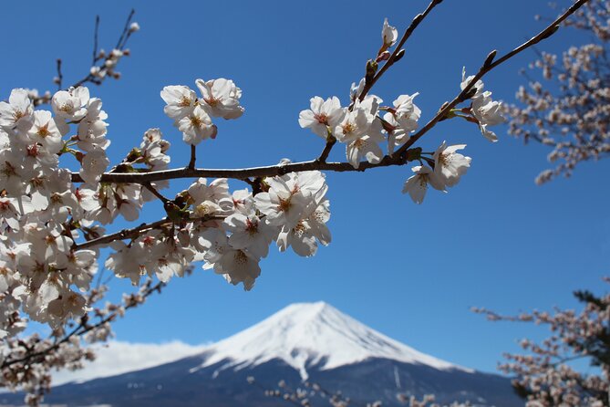 Mt. Fuji Cherry Blossom One Day Tour From Tokyo - Booking Information