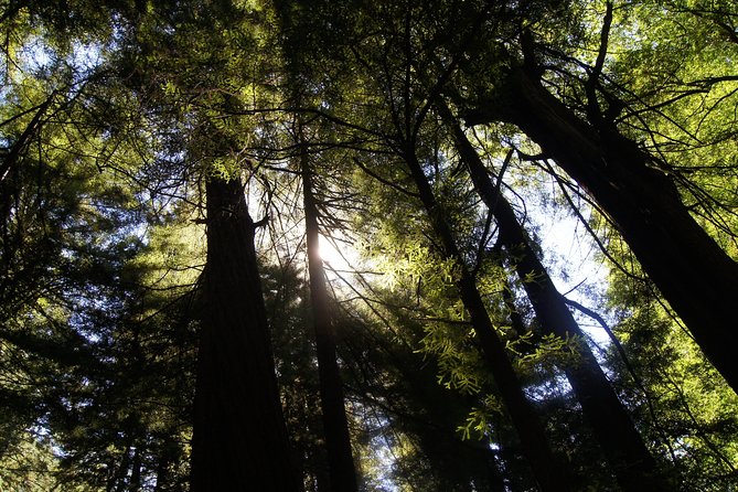 Muir Woods Tour of California Coastal Redwoods (Entrance Fee Included) - Departure Point and Duration