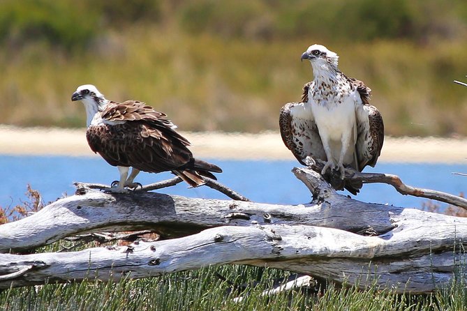 Murray River Lunch Cruise - Pricing Information