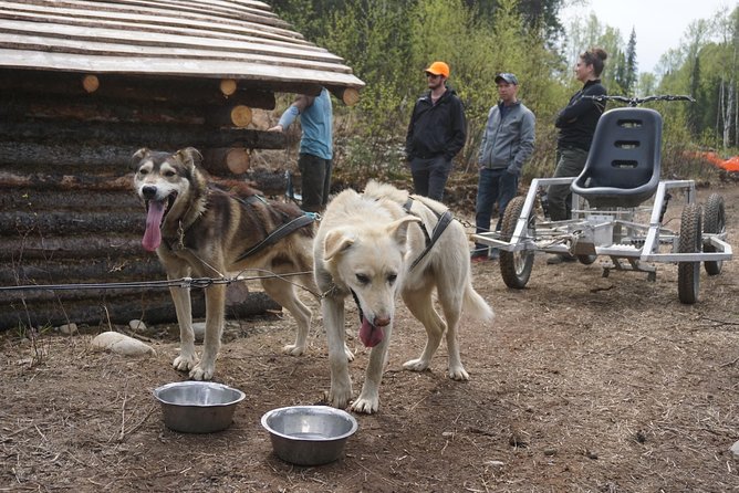 Mush Your Own Sled Dog Team (Summer/Fall Tour) - Meeting Point and Kiosk Location