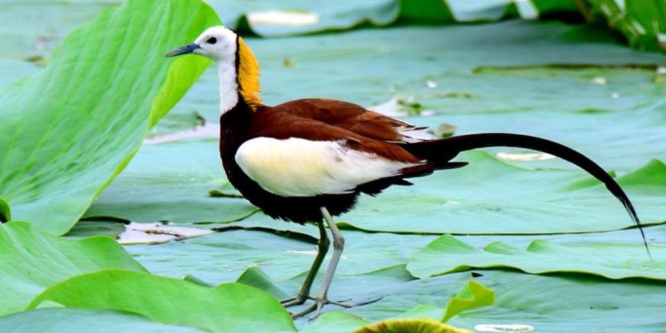 Muthurajawela: Wetland Bird Watching Tour From Colombo! - Gratuity and Attire