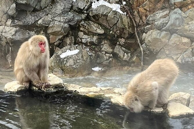 Nagano Full Day Tour Jigokudani Snow Monkey Park Zenkoji Temple - Cancellation Policy & Refunds