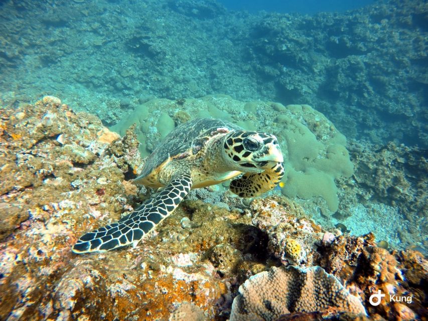 Naha, Okinawa: Kerama Islands Full-Day Intro-Diving Trip - Overall Summary