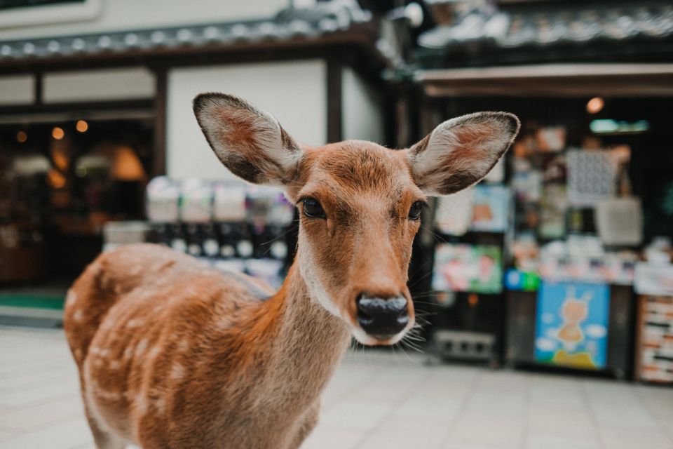 Nara: Audio Guide Delve Into Todai-Ji & Kasuga Taisha - Tips for a Seamless Audio Tour Experience