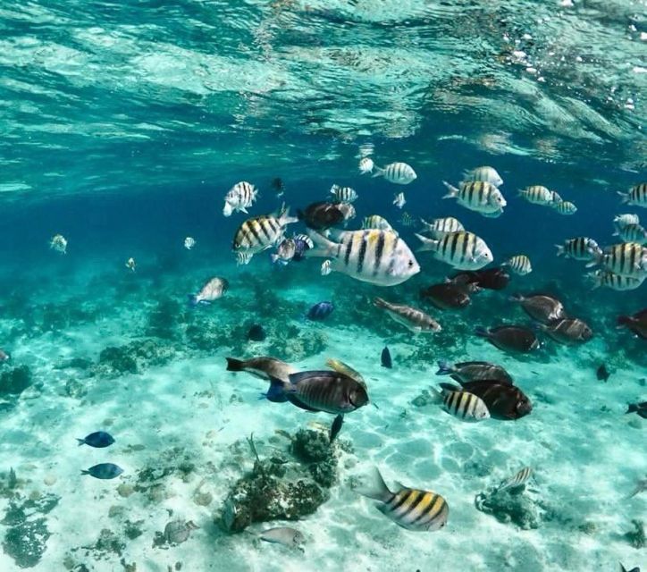 Nassau: Reef Snorkeling, Turtles, Lunch & Private Beach Club - Review Summary