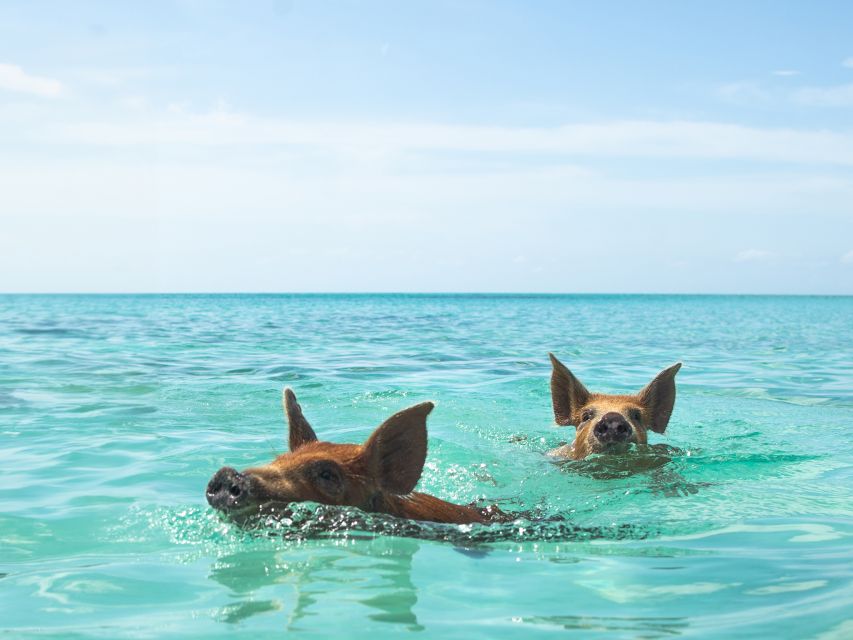 Nassau: Rose Island Swimming Pigs Morning Tour - Live Tour Guide